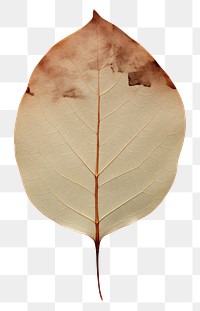 PNG Eucalyptus leaf plant tree fragility.