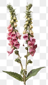PNG Real Pressed a Foxgloves flower foxglove plant.