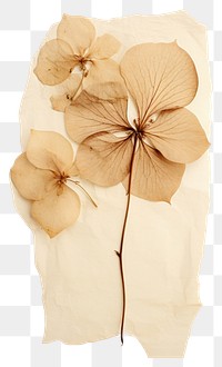 PNG Real Pressed a hydrangea flower petal plant.