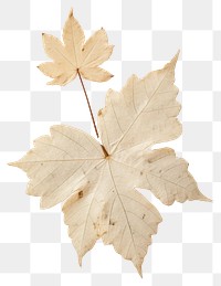 PNG Real Pressed a Ivy leaf maple plant tree.