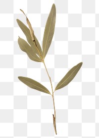 PNG Olive leaf plant herb vegetation.
