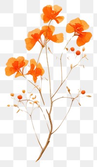 PNG Orange bougainvillea flower plant petal.