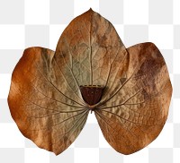 PNG Real Pressed a Lotus Leaf leaf plant paper.