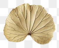 PNG Real Pressed a Lotus Leaf paper leaf flower.