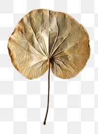 PNG Real Pressed a Lotus Leaf leaf flower plant.