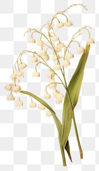 PNG Real Pressed a lily of the valley flower plant amaryllidaceae.