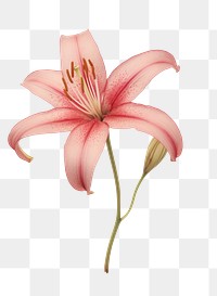 PNG Real Pressed a pink Lily flower lily plant.