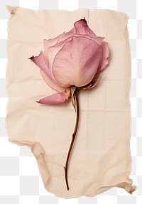 PNG Real Pressed a pink rose petal flower plant paper.