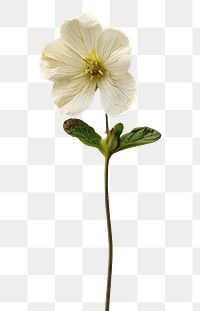 PNG Real Pressed a Primrose flower petal plant.