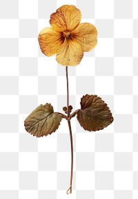 PNG Real Pressed a Primrose flower hibiscus plant.