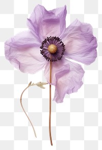PNG Purple anemone flower blossom petal.
