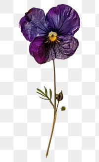 PNG Real Pressed a Purple flower purple plant pansy.