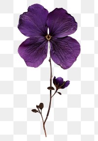 PNG Real Pressed a Purple flower purple petal plant.