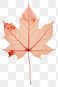 PNG Red maple leaf textured plant tree.
