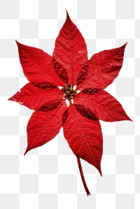 PNG Red Poinsettia flower plant paper.