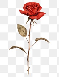 PNG Real Pressed a Red rose flower petal plant.