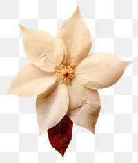 PNG White Poinsettia flower petal plant.