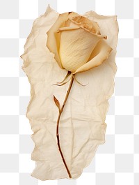 PNG Real Pressed a white rose petal flower plant paper.