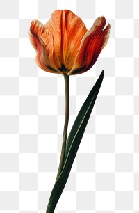 PNG Real Pressed a Tulip flower tulip petal.