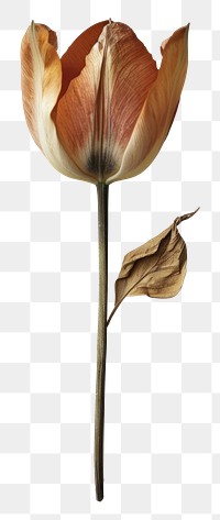 PNG Real Pressed a Tulip flower petal plant.