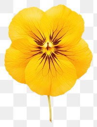 PNG Yellow pansy flower petal plant.