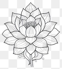 PNG Lotus sketch drawing flower