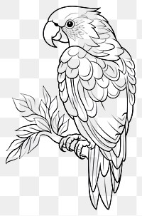 PNG Parrot sketch drawing doodle