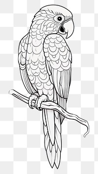 PNG Parrot sketch drawing doodle. 