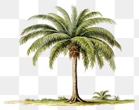 PNG Young palm tree plant white background arecaceae.