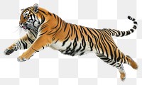 PNG  Tiger jumping wildlife animal mammal.