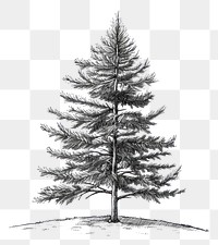 PNG Baby pine tree drawing sketch plant.