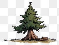 PNG Chopped pine tree drawing plant fir.