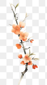 PNG  Peach branch blossom flower plant. 