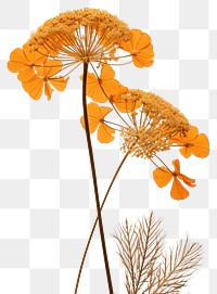 PNG Pressed a orange yarrow flower plant art.