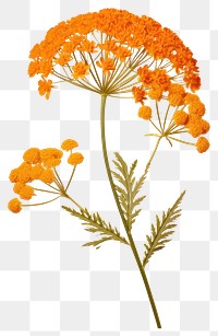 PNG Pressed a orange yarrow flower plant herb.