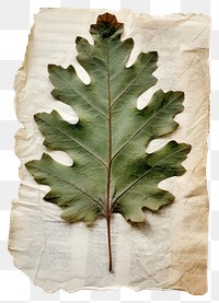 PNG Pressed a green Oak leaf plant tree oak.