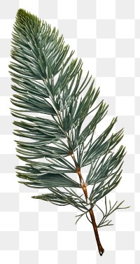 PNG Pressed a green pine leaf plant paper tree.