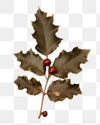 PNG Pressed a holly berry leaf plant paper tree.