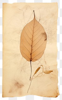 PNG Pressed a holy leaf plant paper text.