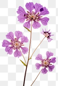 PNG Pressed a purple verbena flower blossom petal.