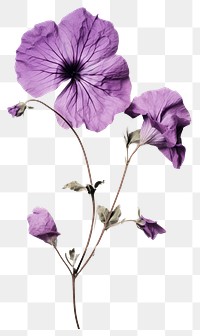 PNG Pressed a purple petunia flower petal plant.
