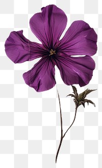 PNG Pressed a purple petunia flower petal plant.