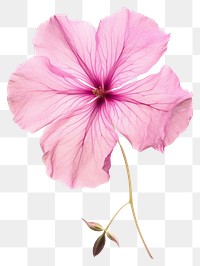 PNG Pressed a pink petunia flower hibiscus petal.