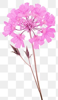 PNG Pressed a pink verbena flower blossom petal.