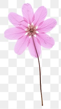 PNG Pressed a pink verbena flower petal plant.