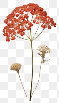 PNG Pressed a red yarrow flower plant art.