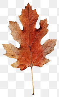 PNG Pressed a red Oak leaf maple plant paper.