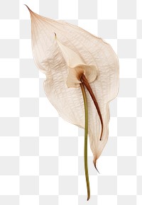 PNG Pressed a white peace Lily flower plant petal.