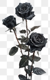 PNG Black roses bouquet isolated on clear background painting flower plant.