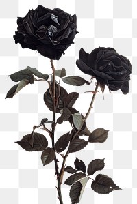 PNG  A japanese black roses flower plant leaf.